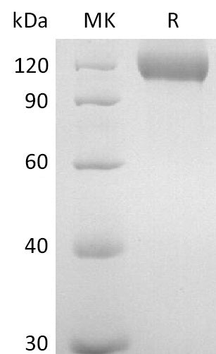 BL-2644NP: Greater than 95% as determined by reducing SDS-PAGE. (QC verified)