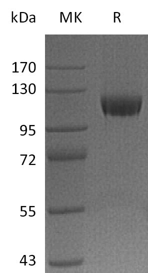 BL-2832NP: Greater than 95% as determined by reducing SDS-PAGE. (QC verified)Recombinant Human Neuropilin-1 Protein (C-Fc)
