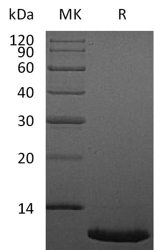 BL-1802NP: Greater than 95% as determined by reducing SDS-PAGE. (QC verified)