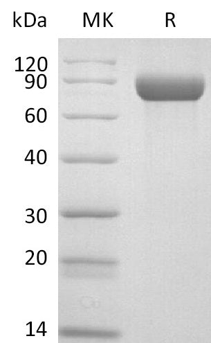 BL-2682NP: Greater than 95% as determined by reducing SDS-PAGE. (QC verified)