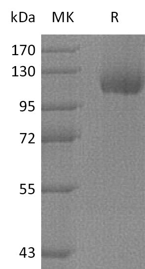 BL-2833NP: Greater than 90% as determined by reducing SDS-PAGE. (QC verified)Recombinant Human Neuropilin-1 Protein (C-mFc)