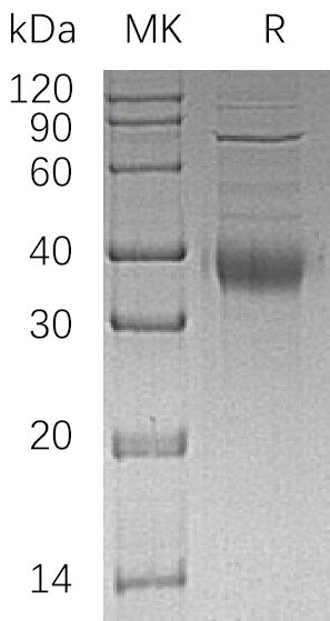 BL-2672NP: Greater than 80% as determined by reducing SDS-PAGE. (QC verified)