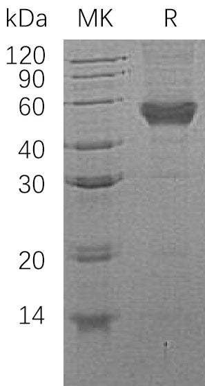 BL-0393NP: Greater than 95% as determined by reducing SDS-PAGE. (QC verified)Recombinant Human CD14 Protein (C-6His)