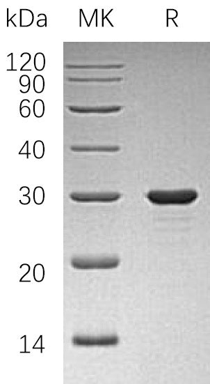 BL-1314NP: Greater than 95% as determined by reducing SDS-PAGE. (QC verified)