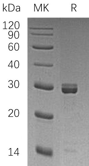BL-0265NP: Greater than 95% as determined by reducing SDS-PAGE. (QC verified)