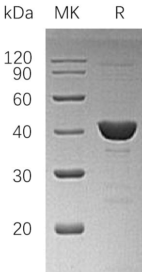 BL-1309NP: Greater than 95% as determined by reducing SDS-PAGE. (QC verified)
