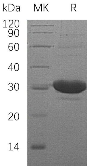 BL-1310NP: Greater than 95% as determined by reducing SDS-PAGE. (QC verified)