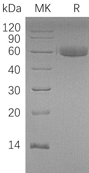 BL-1684NP: Greater than 95% as determined by reducing SDS-PAGE. (QC verified)