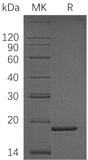 BL-1312NP: Greater than 90% as determined by reducing SDS-PAGE. (QC verified)Recombinant Human PPIL1 Protein (N-6His)