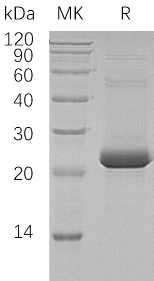 BL-1818NP: Greater than 95% as determined by reducing SDS-PAGE. (QC verified)