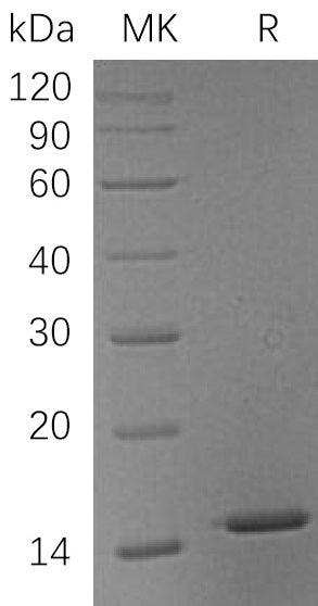 BL-1220NP: Greater than 95% as determined by reducing SDS-PAGE. (QC verified)