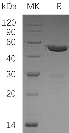 BL-0266NP: Greater than 95% as determined by reducing SDS-PAGE. (QC verified)