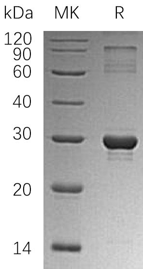 BL-1313NP: Greater than 85% as determined by reducing SDS-PAGE. (QC verified)