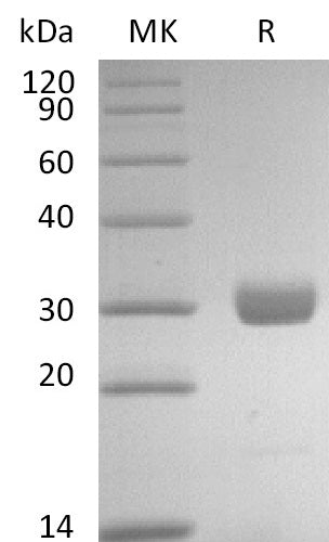 BL-2623NP: Greater than 95% as determined by reducing SDS-PAGE. (QC verified)
