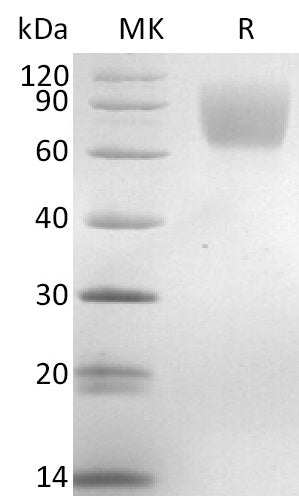 BL-2837NP: Greater than 95% as determined by reducing SDS-PAGE. (QC verified)