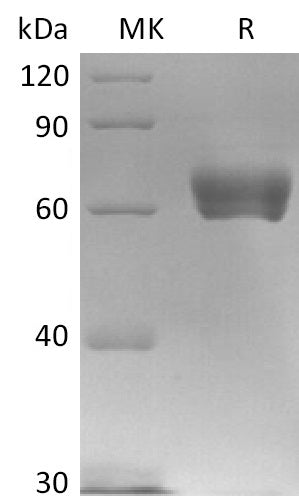 BL-2747NP: Greater than 95% as determined by reducing SDS-PAGE. (QC verified)