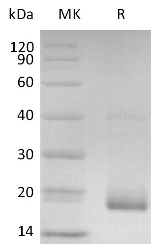 BL-2697NP: Greater than 95% as determined by reducing SDS-PAGE. (QC verified)Recombinant Human IL-17C Protein (C-6His)