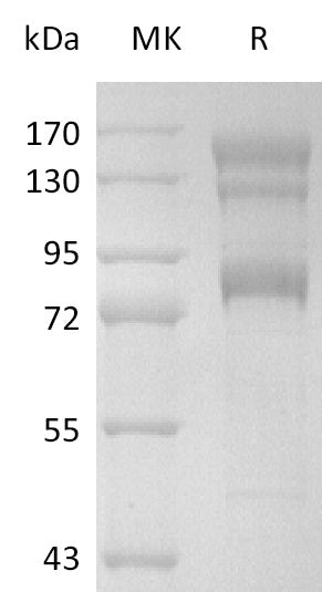BL-2592NP: Greater than 95% as determined by reducing SDS-PAGE. (QC verified)