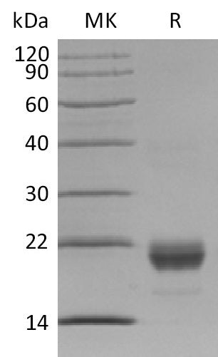 BL-2845NP: Greater than 95% as determined by reducing SDS-PAGE. (QC verified)