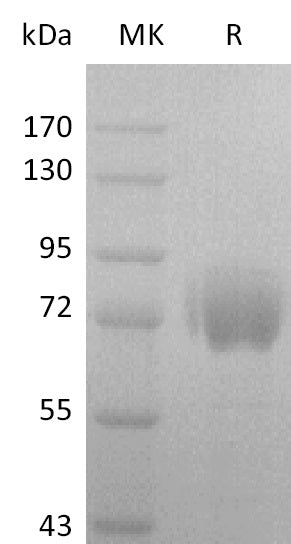 BL-2843NP: Greater than 95% as determined by reducing SDS-PAGE. (QC verified)Recombinant Human FGFR2 alpha (IIIc) Pritein (C-Fc)