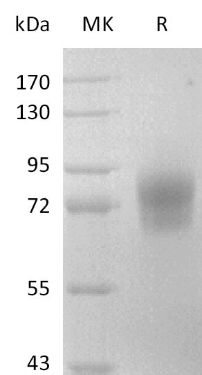 BL-2844NP: Greater than 95% as determined by reducing SDS-PAGE. (QC verified)Recombinant Mouse CD123 Protein (C-Fc)