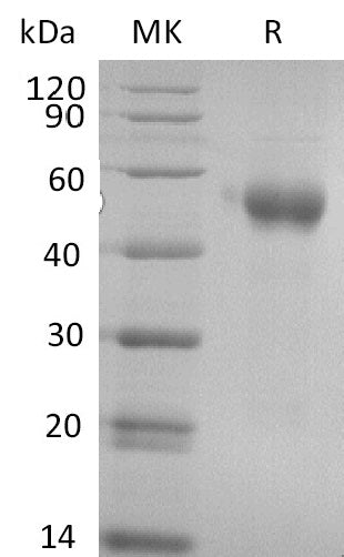 BL-2847NP: Greater than 95% as determined by reducing SDS-PAGE. (QC verified)