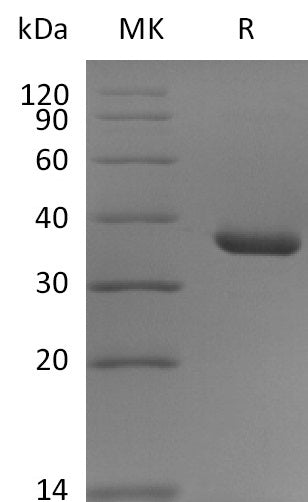 BL-2842NP: Greater than 95% as determined by reducing SDS-PAGE. (QC verified)