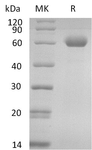 BL-2603NP: Greater than 95% as determined by reducing SDS-PAGE. (QC verified)Recombinant Human CD39L1 Protein (C-6His)