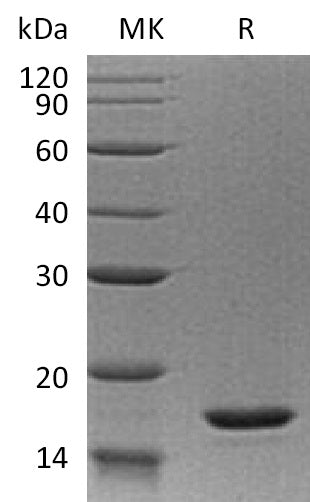 BL-1807NP: Greater than 95% as determined by reducing SDS-PAGE. (QC verified)Recombinant Human IL-20 Protein