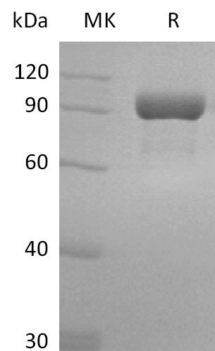 BL-2517NP: Greater than 95% as determined by reducing SDS-PAGE. (QC verified)
