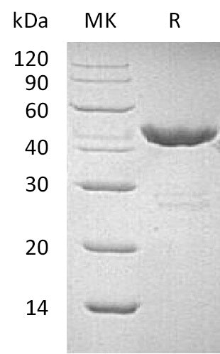 BL-1258NP: Greater than 95% as determined by reducing SDS-PAGE. (QC verified)