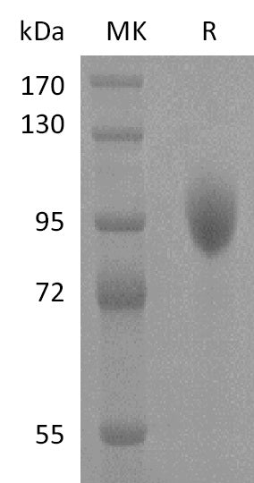 BL-2846NP: Greater than 95% as determined by reducing SDS-PAGE. (QC verified)Recombinant Human Siglec-5 Protein (C-Fc)