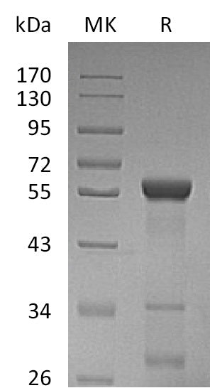 BL-0259NP: Greater than 90% as determined by reducing SDS-PAGE. (QC verified)