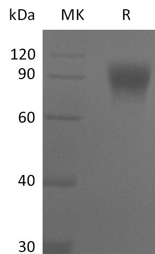 BL-2634NP: Greater than 95% as determined by reducing SDS-PAGE. (QC verified)