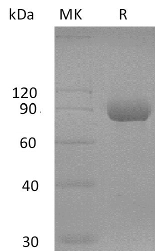 BL-2849NP: Greater than 95% as determined by reducing SDS-PAGE. (QC verified)