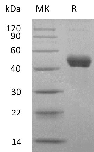 BL-2851NP: Greater than 95% as determined by reducing SDS-PAGE. (QC verified)
