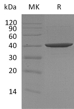 BL-1259NP: Greater than 95% as determined by reducing SDS-PAGE. (QC verified)
