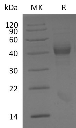 BL-2807NP: Greater than 95% as determined by reducing SDS-PAGE. (QC verified)