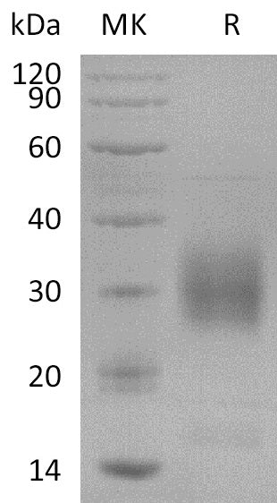 BL-2809NP: Greater than 95% as determined by reducing SDS-PAGE. (QC verified)