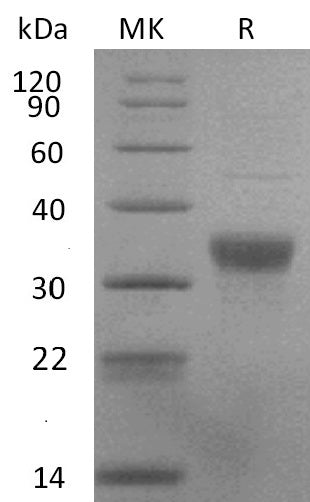 BL-2850NP: Greater than 95% as determined by reducing SDS-PAGE. (QC verified)Recombinant Human NKp44 Protein (C-6His)