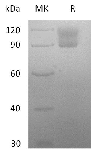BL-2853NP: Greater than 95% as determined by reducing SDS-PAGE. (QC verified)