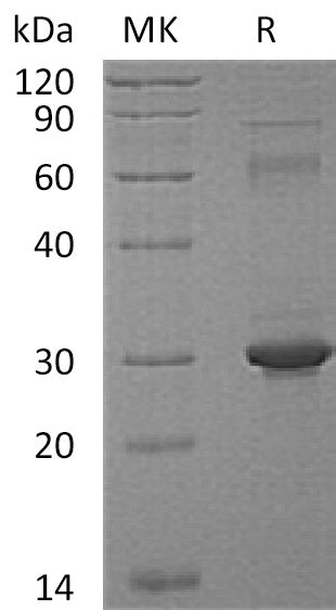BL-1260NP: Greater than 95% as determined by reducing SDS-PAGE. (QC verified)