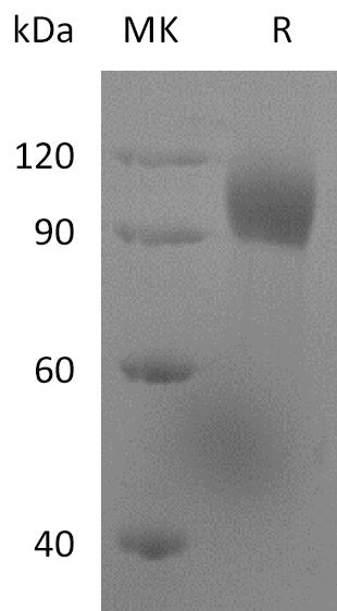 BL-2656NP: Greater than 95% as determined by reducing SDS-PAGE. (QC verified)