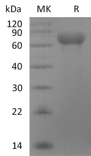 BL-2657NP: Greater than 95% as determined by reducing SDS-PAGE. (QC verified)Recombinant Rhesus Macaque LILRB1 Protein (C-6His)