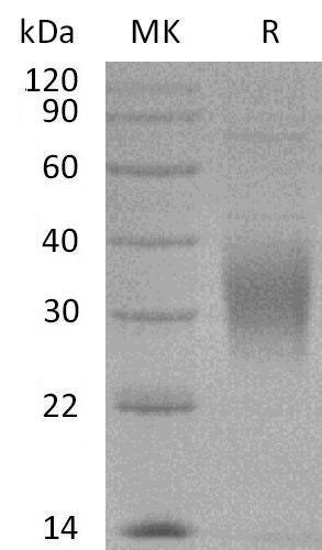 BL-2750NP: Greater than 95% as determined by reducing SDS-PAGE. (QC verified)Recombinant Cynomolgus TREM2 Protein (C-6His)