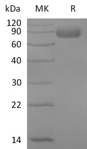 BL-2757NP: Greater than 95% as determined by reducing SDS-PAGE. (QC verified)