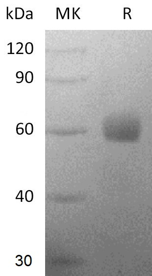 BL-2563NP: Greater than 95% as determined by reducing SDS-PAGE. (QC verified)
