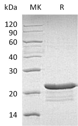 BL-1262NP: Greater than 95% as determined by reducing SDS-PAGE. (QC verified)