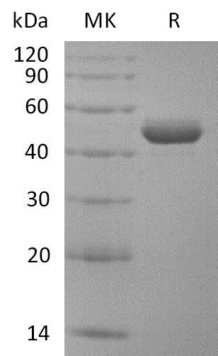 BL-2854NP: Greater than 95% as determined by reducing SDS-PAGE. (QC verified)Recombinant Rhesus Macaque BAFF Protein (N-Fc)