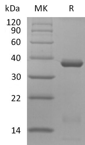 BL-2886NP: Greater than 95% as determined by reducing SDS-PAGE. (QC verified)Recombinant Human IL-15RA&IL-15 Complex Protein (C-Fc)